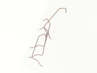 E1641 Fleischmann N Ersatzteil 4x Bügel...