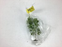 Noch H0 28120 Bepflanzung Baum Birke 10 cm hoch