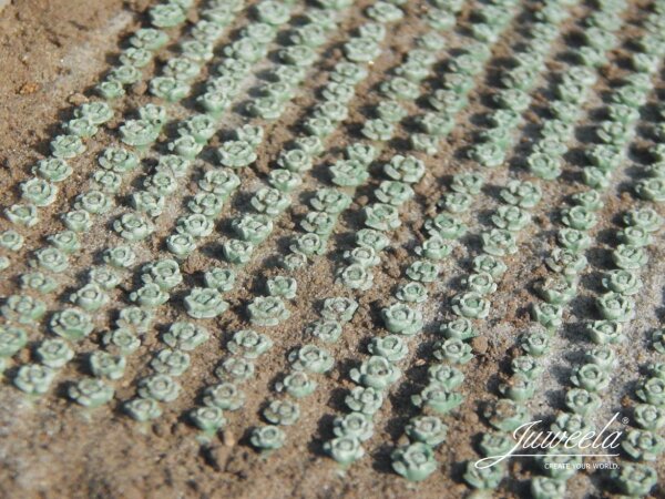 Juweela Spur N TT 21328 Weißkohlfeld, 360 Pflanzen 1:120/160