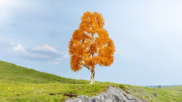 Noch  20129  Birke, herbstlich