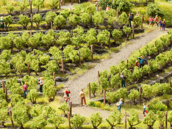 Noch Spur N Z 21545 24x Rebstöcke Weinreben für Weinberge anbau 1,6 cm hoch