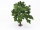 Spur H0 TT 25170 Bepflanzung Baum Buche ? 13 cm hoch 1:87